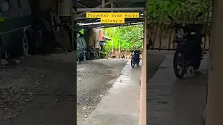 Ternyata ini tersangkanya, ayam tetangga hilang tanpa jejak😅