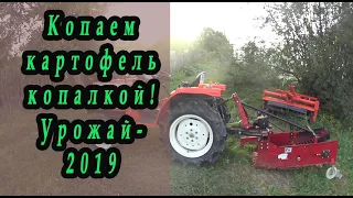 Копка картофеля китайской картофелекопалкой 4U-600. Урожай 2019.