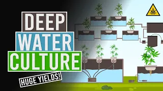 Deep Water Culture! DWC Basics