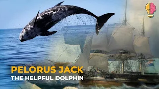 The Dolphin and the Shipwreck: The Legend of Pelorus Jack