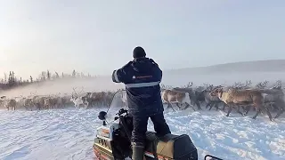 Пастухи оленеводы Шурышкарского района гонят стадо оленей.