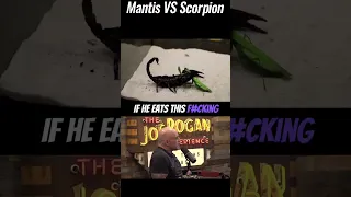 JRE: Mantis VS Scorpion fight!!