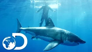 Gigantic Sharks Break Into Ghost Cage | Island of The Mega Shark