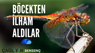 BU BÖCEKTEN İLHAM ALDILAR - BENSENO / YENİ BÖLÜM