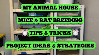 MICE & RAT BREEDING... TIPS & TRICKS... PROJECT IDEAS & STRATEGIES