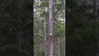 The Dave Evans Bicentennial Tree 🌴 Pemberton, Australia 🇦🇺#australia #adventure