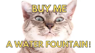 How To Train Your Cat To Drink From A Fountain?