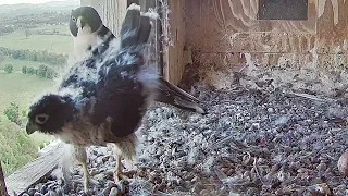 FalconCam Orange CSU~Screaming cute Yurruga pooped against Mom😂~6:48 PM 2021/11/17