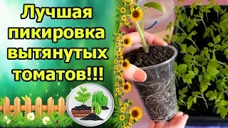 ЛУЧШАЯ ПИКИРОВКА ВЫТЯНУТЫХ ТОМАТОВ! БЫСТРОЕ УКОРЕНЕНИЕ И ПРИЖИВАЕМОСТЬ ПОСЛЕ ПИКИРОВКИ!