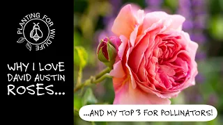 Why I love David Austin Roses...and my top 3 for pollinators!