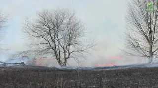 Tallgrass awakening: Transforming the Rice Lake Plains in Ontario