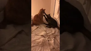 Kitty Battle