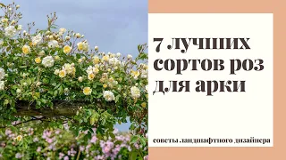 Плетистые розы РАМБЛЕРЫ. Особенности выращивания и лучшие сорта для арки и высоких заборов.