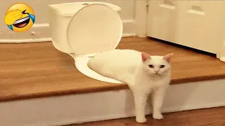 Crazy Cats Being Crazy: Try Not To Laugh!