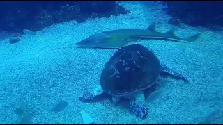 Monaco Oceanarium