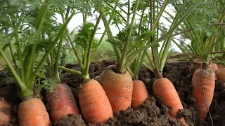 Эти сорта моркови буду сажать в 2023  году. Самая ранняя морковь