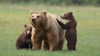 Documentary Bears 2017 HD - Grizzly Bear vs Wolves Attacks