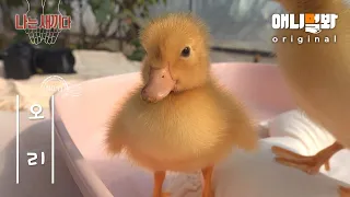 I’m A 3 Days Old Duck