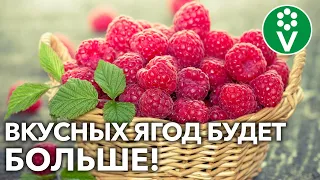 5 СЕКРЕТОВ СУПЕРУРОЖАЯ МАЛИНЫ! Как ухаживать за малиной в период созревания ягод