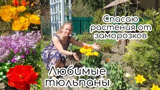 Тюльпаны любимые и новые. Спасаю растения от заморозков