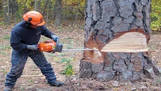 Dangerous Stihl Chainsaw Felling Big Tree Skill, Fastest Cutting Down Tree Chainsaw Machines Skill