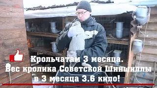 СУПЕР ВЕС Кролика Советской Шиншиллы в 3 месяца 3.6 кило!