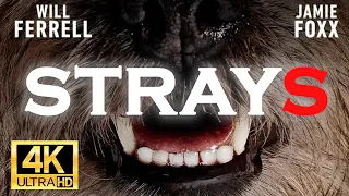 Strays Movie Official Trailer 2023 - 4K Trailers Dolby Atmos | IMAX | HDR