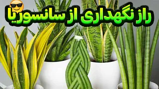 همه چیزدرمورد سانسوریا - نگهداری و تکثیر 🤩☘️آموزش و درمان گیاهان ودرختان