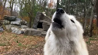 The Best Wolf Howls End With Grunts and Kisses