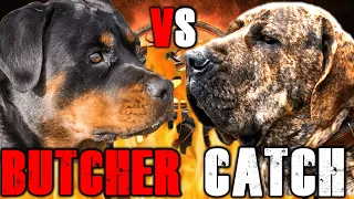 Rottweiler vs Fila Brasileiro | Fila Brasileiro vs Rottweiler | Powerful Guard Dog? | Billa Boyka |