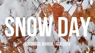 SNOW DAY | COLORADO SNOW STORM 2024 | NATURE & SNOW CLOSE-UP