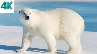 4K Animal Journey into the Frigid Cold of the Arctic