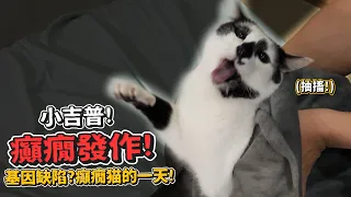 小吉普癲癇大發作!基因缺陷?癲癇貓的一天!【許伯簡芝】貓癲癇Seizure cat