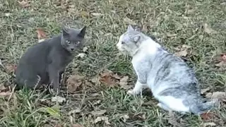 Драка котов cat fight crazy cats fightings