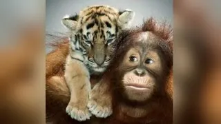 Meet the Orangutan Who Pretends He's a Parent to Adorable Tiger Cubs