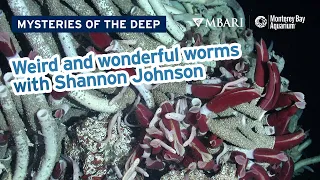 Mysteries of the Deep with MBARI's Shannon Johnson — Weird and Wonderful Worms!