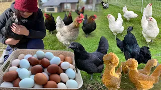 A peaceful day with my pets, free ranging, feeding, cleaning, collecting eggs...part 1