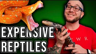 The 5 MOST EXPENSIVE Reptiles That Used To Be REALLY CHEAP!