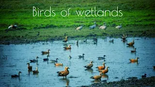 Birds of wetlands