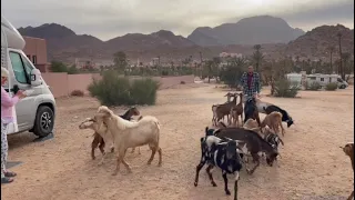 Les chèvres de la palmeraie de Tafraoute