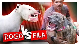 DOGO x FILA, COMBATE DE GIGANTES! | RICHARD RASMUSSEN