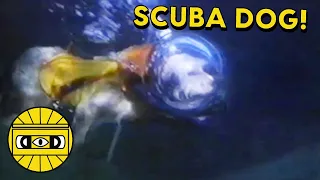 SCUBA DOG!   ///   EVERYTHING IS TERRIBLE!