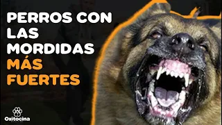 🐶😲 TOP 10 PERROS CON LA MORDIDA MÁS FUERTE