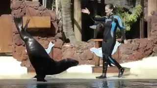 Fuerteventura Oasis Park - Sea lion show