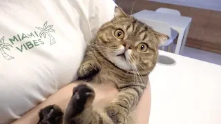 I Hugged My Kitties Because They Were So Cute! (ENG SUB)