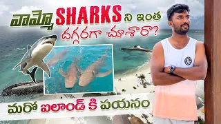 Unforgettable Adventure: Shark Encounter in the Maldives Trip