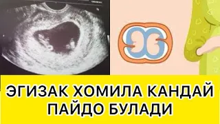 ЭГИЗАК ХОМИЛА КАНДАЙ ПАЙДО БУЛАДИ