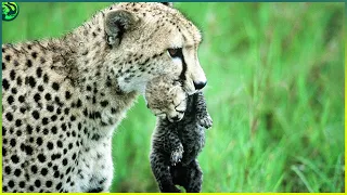 17 Merciless Moments of Animals Hunting Newborns