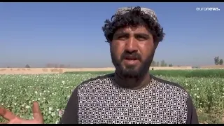 Талибы запретили выращивать мак в Афганистане.