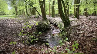 Как красиво поет соловей в лесу слушать Умиротворенность Эпическое спокойствие #соловей #релакс